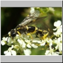 Tenthredo zonula - Blattwespe 04.jpg